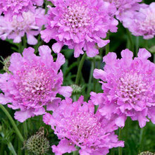 Load image into Gallery viewer, Scabiosa ‘Flutter Rose Pink’

