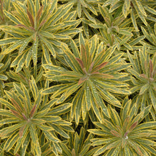 Load image into Gallery viewer, Euphorbia martinii &#39;Ascot Rainbow&#39;
