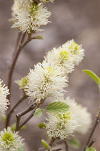 Load image into Gallery viewer, Fothergilla major &#39;Blue Shadow&#39;
