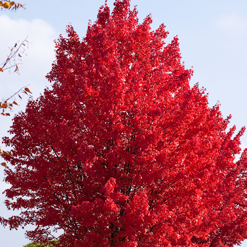 Acer x freemani 'Autumn Blaze' - Freeman Maple