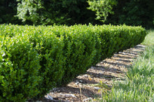 Load image into Gallery viewer, Buxus NewGen &#39;Freedom&#39; - Boxwood
