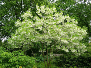 Chionanthus virginicus - Fringe Tree