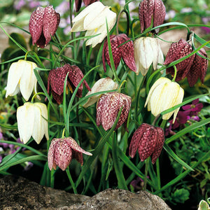 Fritillaria 'Melagris Mixed'