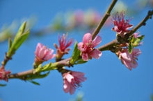 Load image into Gallery viewer, Prunus &#39;Frost&#39; - Peach
