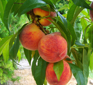 Prunus 'Frost' - Peach