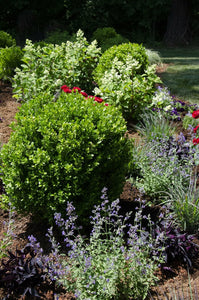 Buxus NewGen 'Freedom' - Boxwood