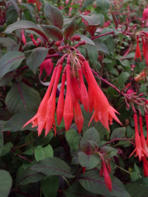 Fuchsia 'Gartenmeister'