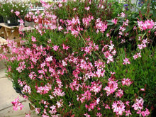 Load image into Gallery viewer, Gaura &#39;Rosy Jane&#39;
