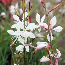 Load image into Gallery viewer, Gaura 'Sparkler White'
