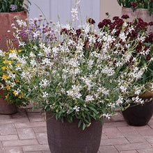 Load image into Gallery viewer, Gaura 'Sparkler White'
