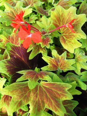 Geranium zonale 'Vancouver Centennial'