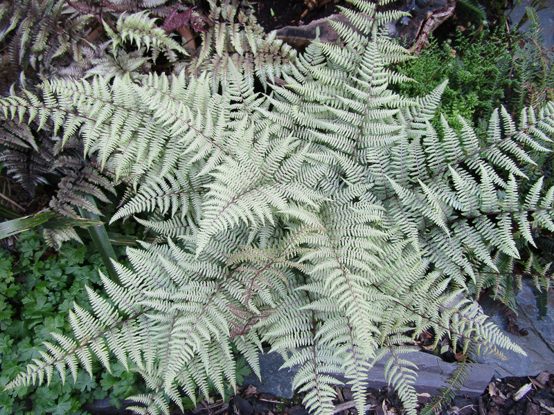 Athyrium nip. 'Ghost' - Japanese Painted Fern
