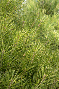 Pinus densiflora 'Golden Ghost' - Japanese White Pine