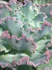 Echeveria 'Giant Blue'