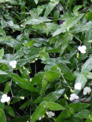 Gibasis 'Tahitian Bridal Veil'