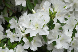Azalea ‘Girards Pleasant White’