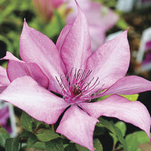 Load image into Gallery viewer, Clematis &#39;Giselle&#39;
