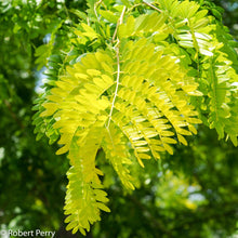 Load image into Gallery viewer, Gleditsia &#39;Sunburst&#39; - Honeylocust
