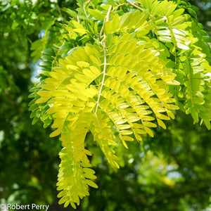 Gleditsia 'Sunburst' - Honeylocust