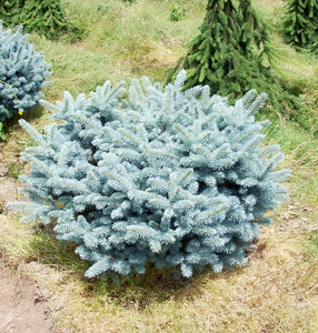 Picea pungens ‘Globosa’