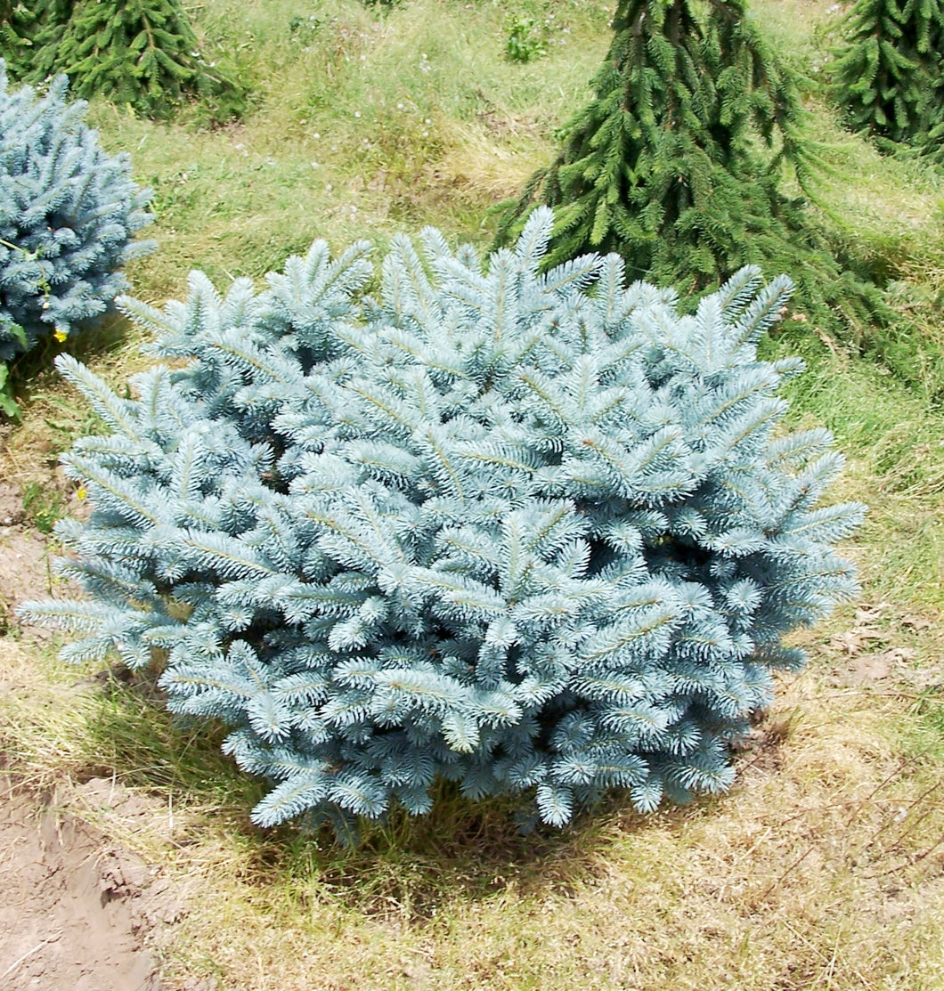 Picea pungens ‘Globosa’