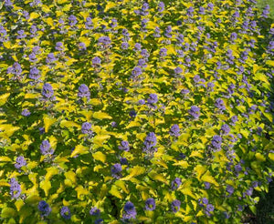 Caryopteris 'Gold Crest'