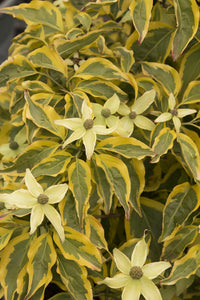 Cornus kousa 'Summer Gold' - Dogwood