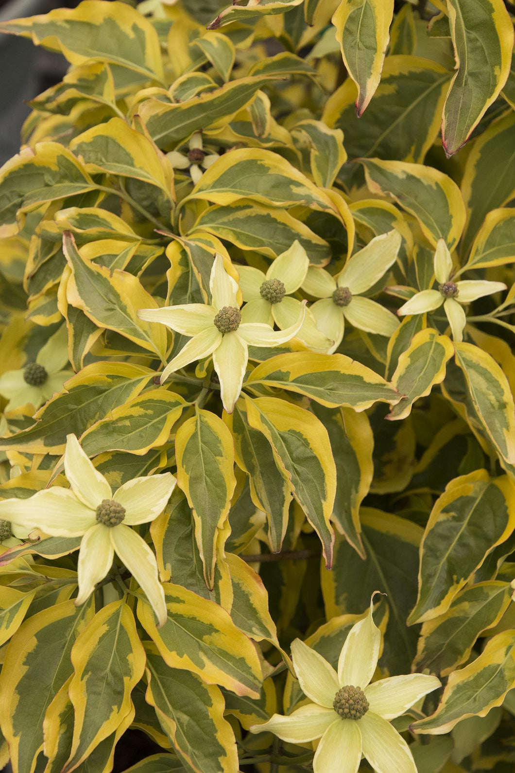 Cornus kousa 'Summer Gold' - Dogwood