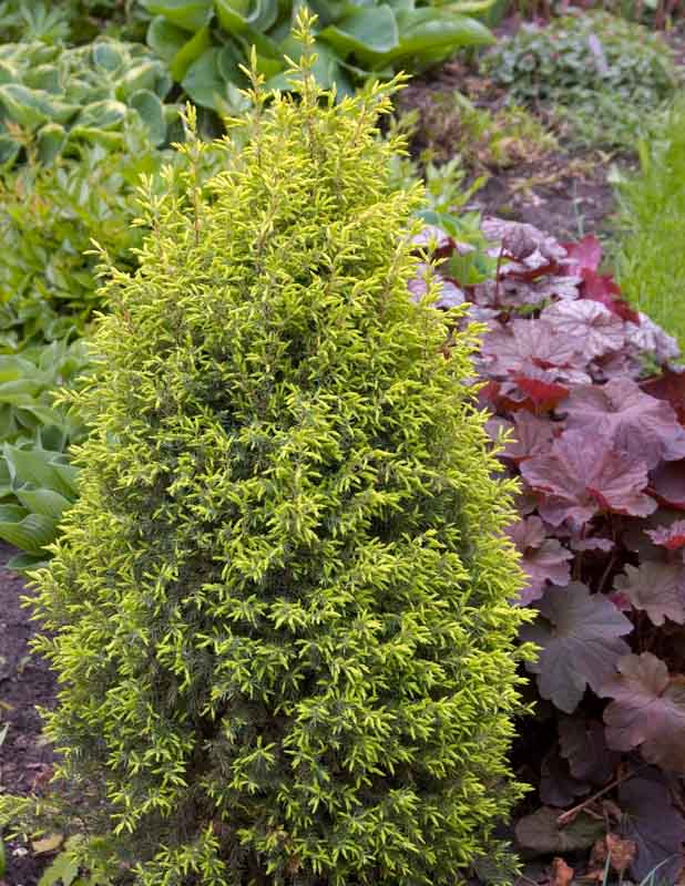 Juniperus comm. 'Gold Cone' – Pondside Nursery