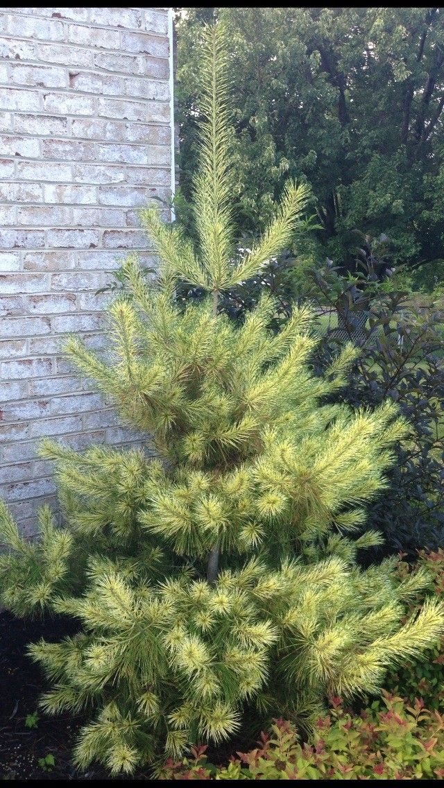 Pinus densiflora 'Golden Ghost' - Japanese White Pine