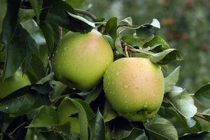 Malus 'Golden Delicious' - Apple