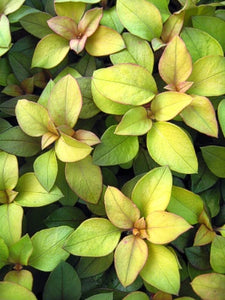 Lysimachia 'Golden Sunset'