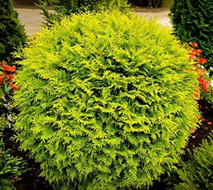 Thuja occidentalis 'Golden Globe'