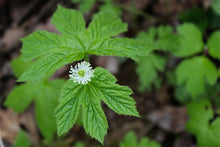 Load image into Gallery viewer, Hydrastis canadensis - Goldenseal
