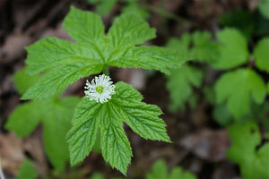 Hydrastis canadensis - Goldenseal