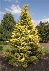 Chamaecyparis ob. 'Goldilocks' - Hinoki Cypress