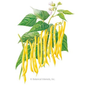 SEEDS: Bean Bush (Yellow) Gold Rush - Organic