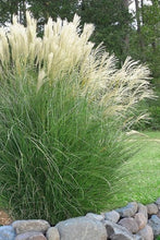 Load image into Gallery viewer, Miscanthus s. ‘Gracillimus’
