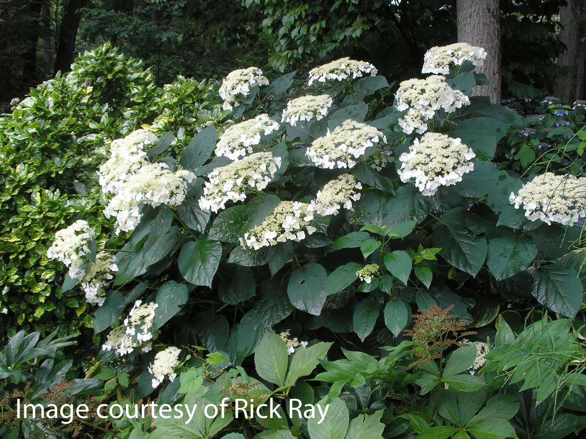 Hydrangea arb. 'Haas' Halo' – Pondside Nursery