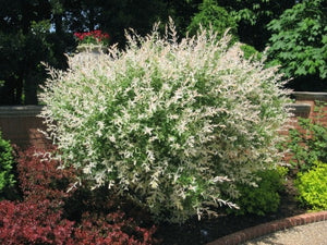 Salix integra 'Hakuro Nishiki' - Dappled Willow