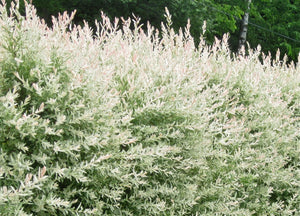 Salix integra 'Hakuro Nishiki' - Dappled Willow