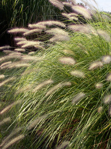 Pennisetum alop. 'Hameln' - Fountain Grass