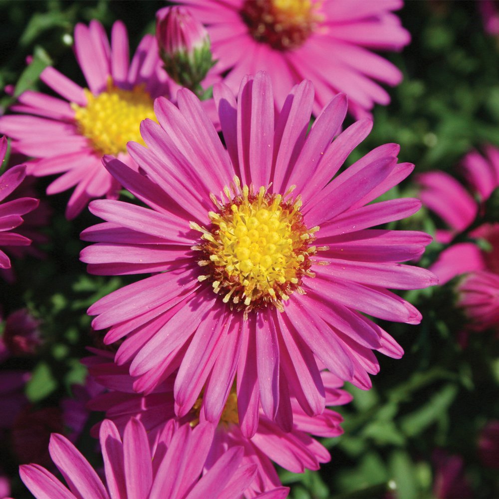 Aster 'Hazy'