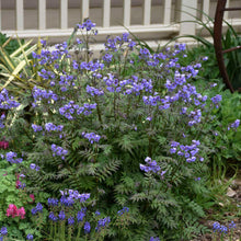 Load image into Gallery viewer, Polemonium 'Heaven Scent' - Jacob's Ladder
