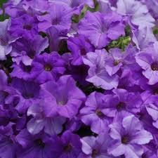 Petunia 'Surfinia Heavenly Blue'