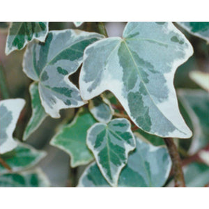 Hedera algeriensis - Algerian Ivy