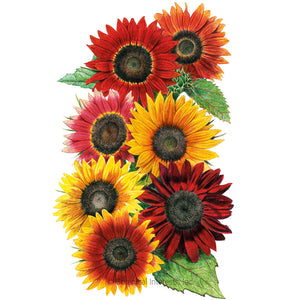 SEEDS: Sunflower Heirloom Beauties - Organic