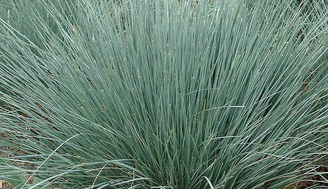 Helictotrichon sempervirens - Blue Oat Grass