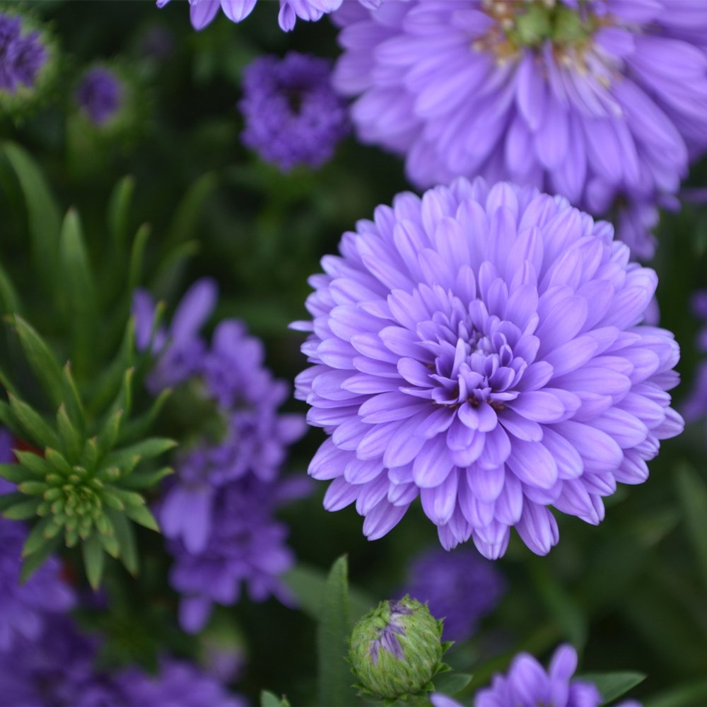 Aster 'Blue Henry'