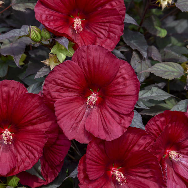 Hibiscus 'Holy Grail'